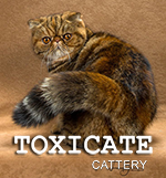 Toxicate Cattery
